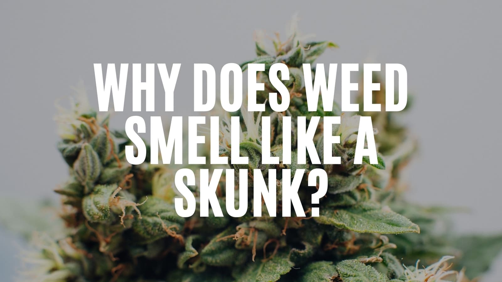 Why does weed smell like a skunk? ARCannabis