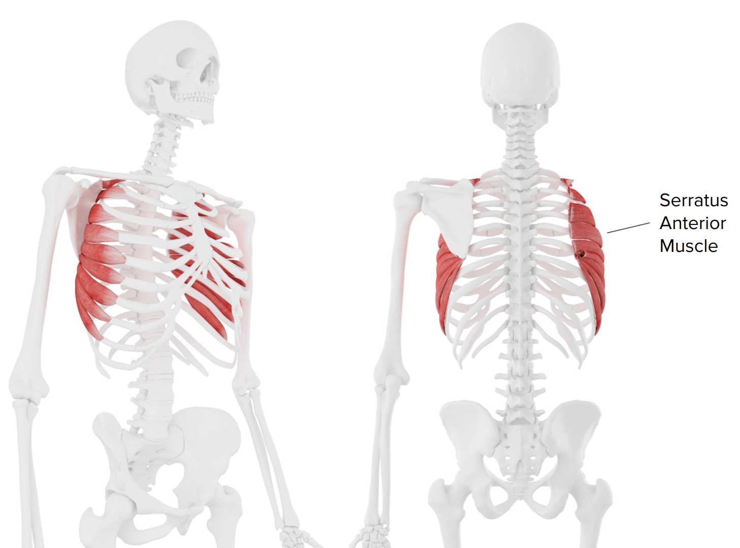 From Boxing to Breathing: The Many Functions of the Serratus Anterior ...