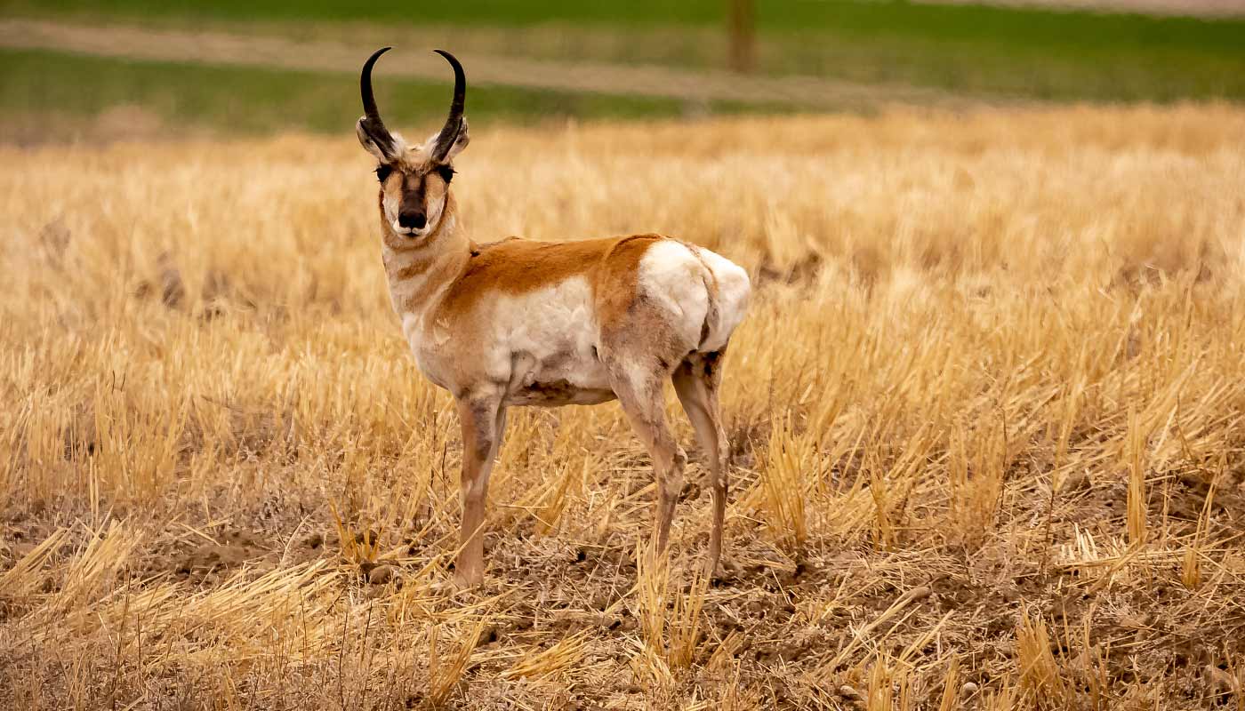 Pronghorn antelope in Wyoming
