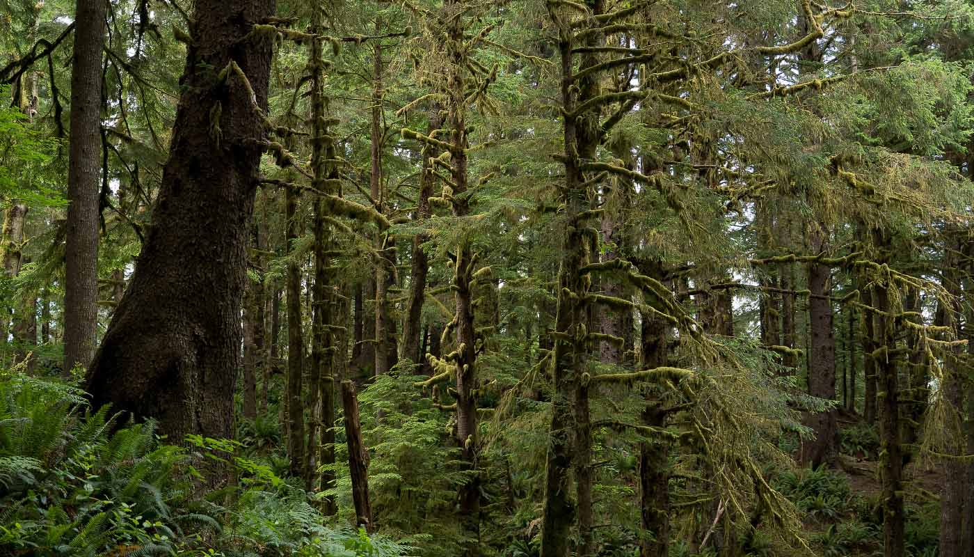 Old growth forest in Oregon