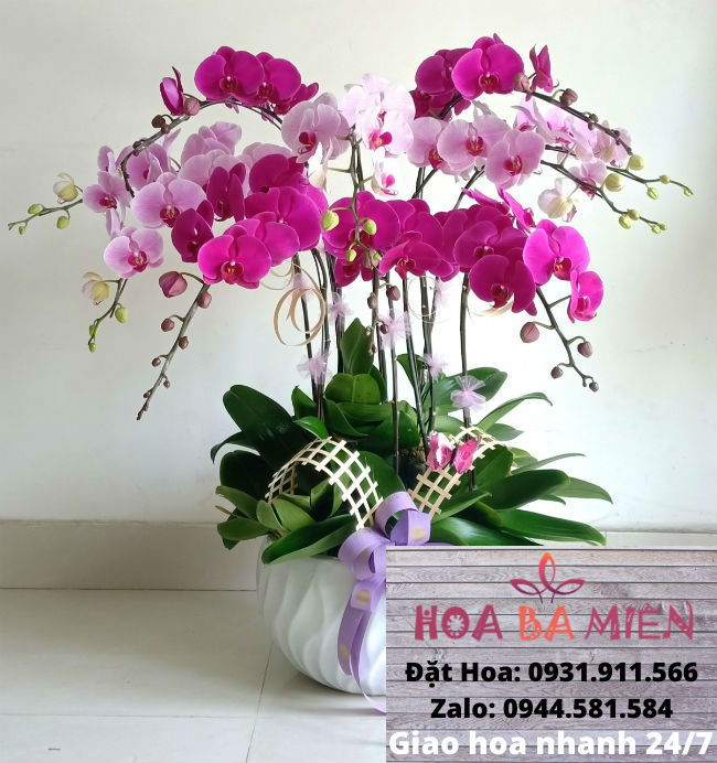 Lan Hồ Điệp 9009