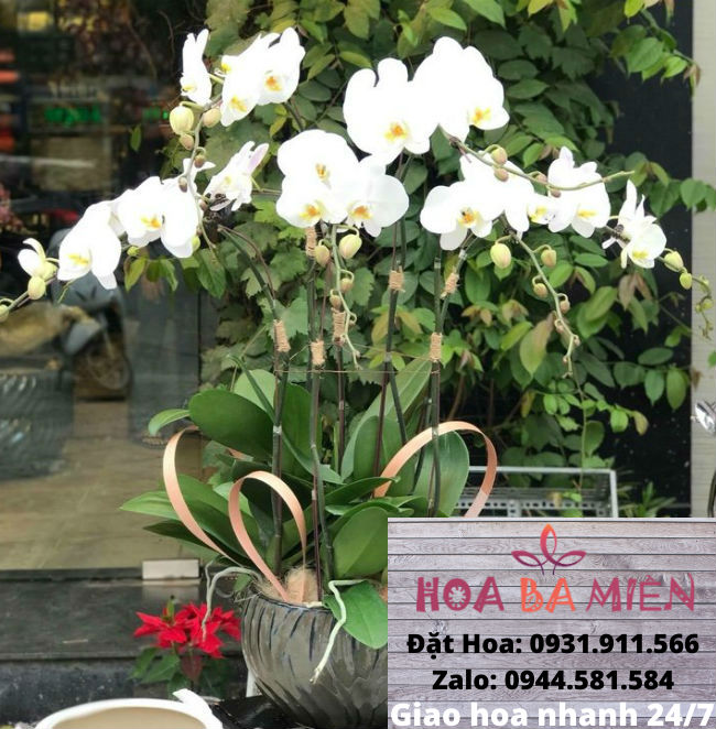 Lan Hồ Điệp 9011