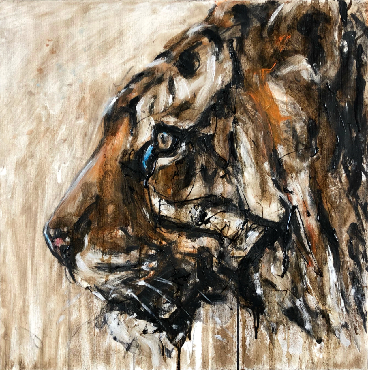 Tiger 11