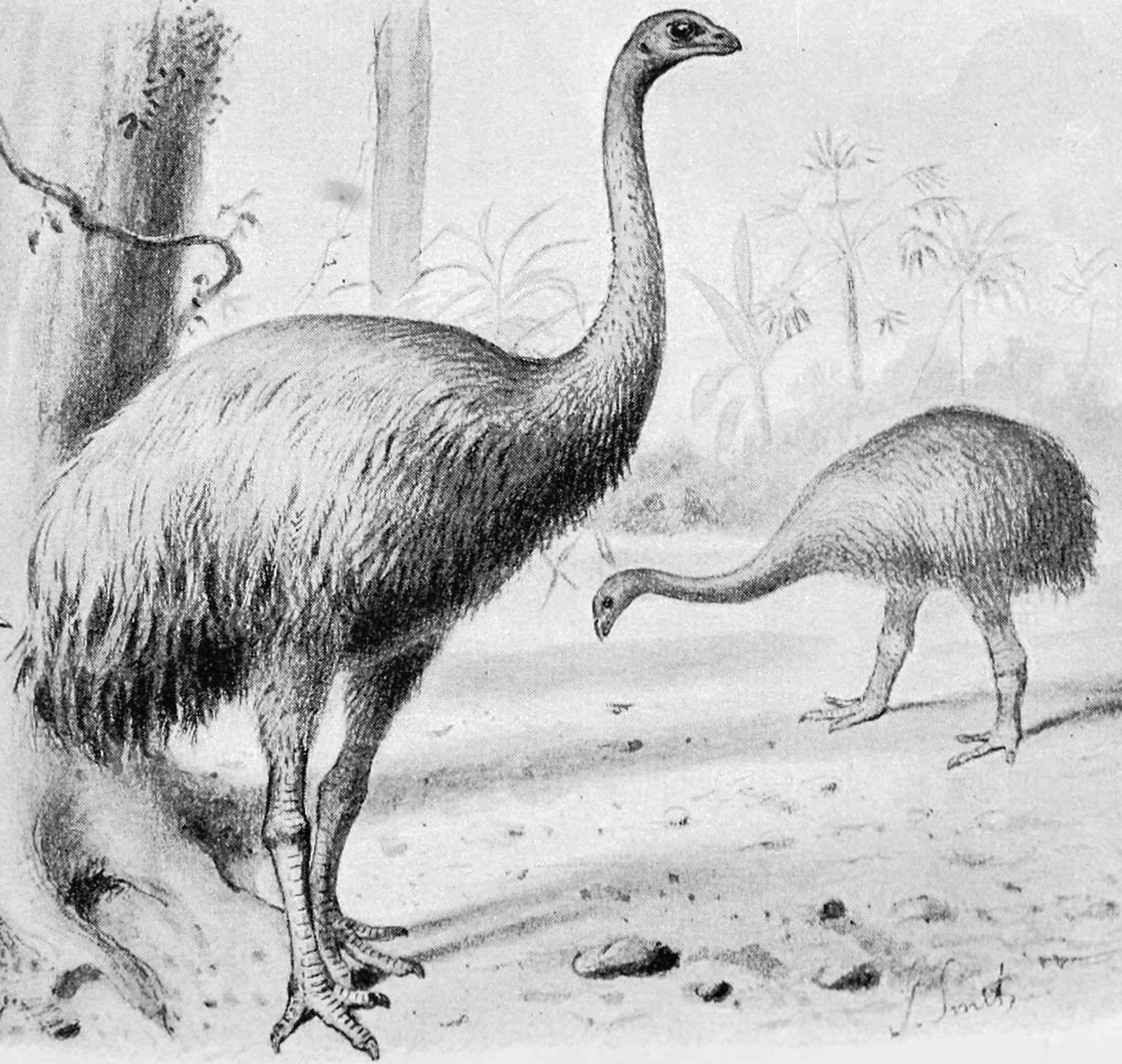 moa.org