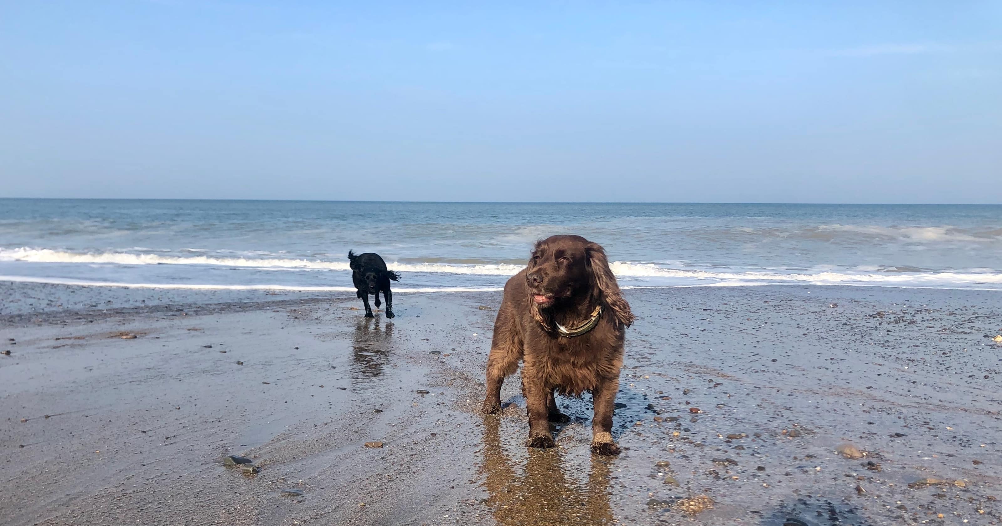 Best dogfriendly beaches near Gwelmor