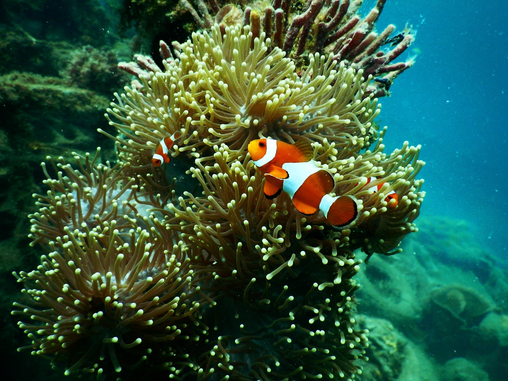 Blue Reef Aquarium