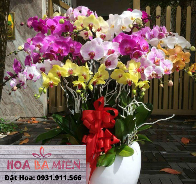 Lan Hồ Điệp 9018