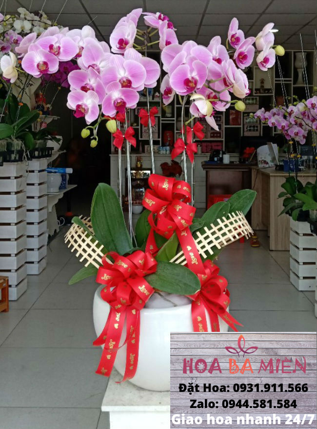 Lan Hồ Điệp 9020