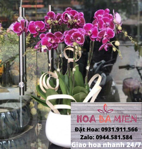 Lan Hồ Điệp 9027