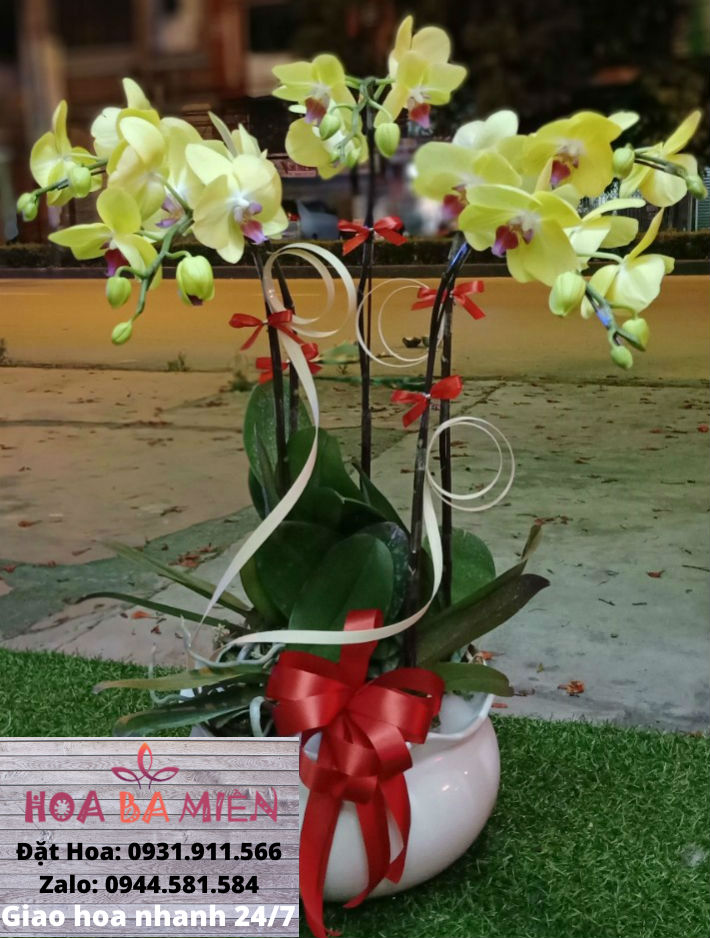 Lan Hồ Điệp 9001