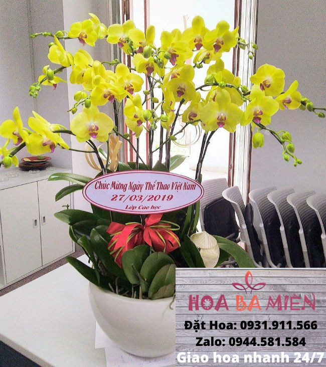 Lan Hồ Điệp 9022