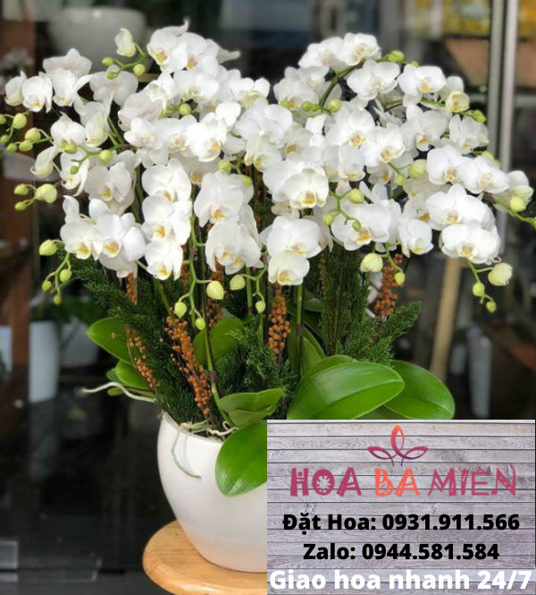 Lan Hồ Điệp 9021