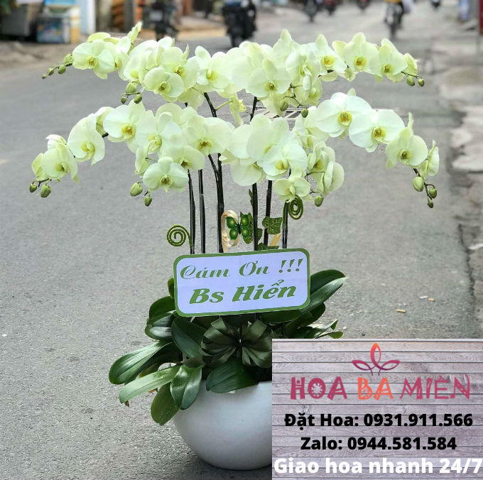 Lan Hồ Điệp 9005