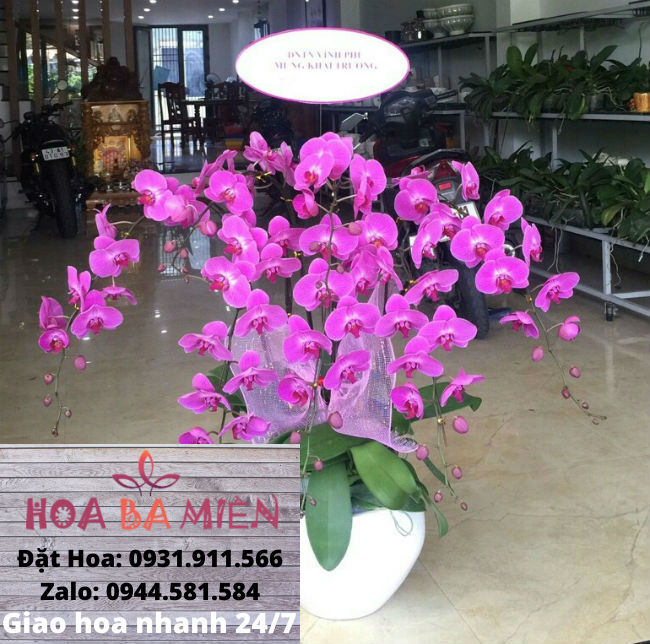 Lan Hồ Điệp 9025