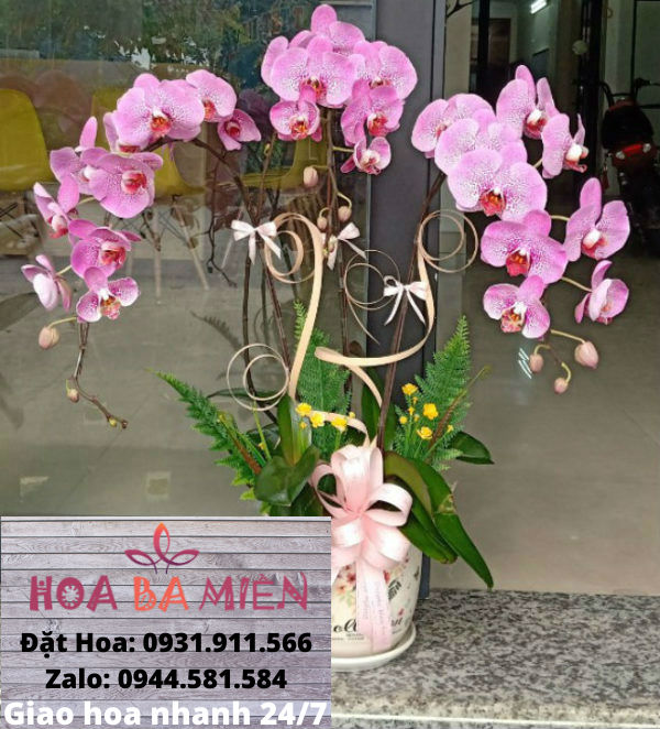 Lan Hồ Điệp 9003