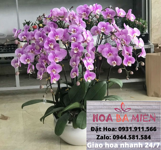 Lan Hồ Điệp 9017