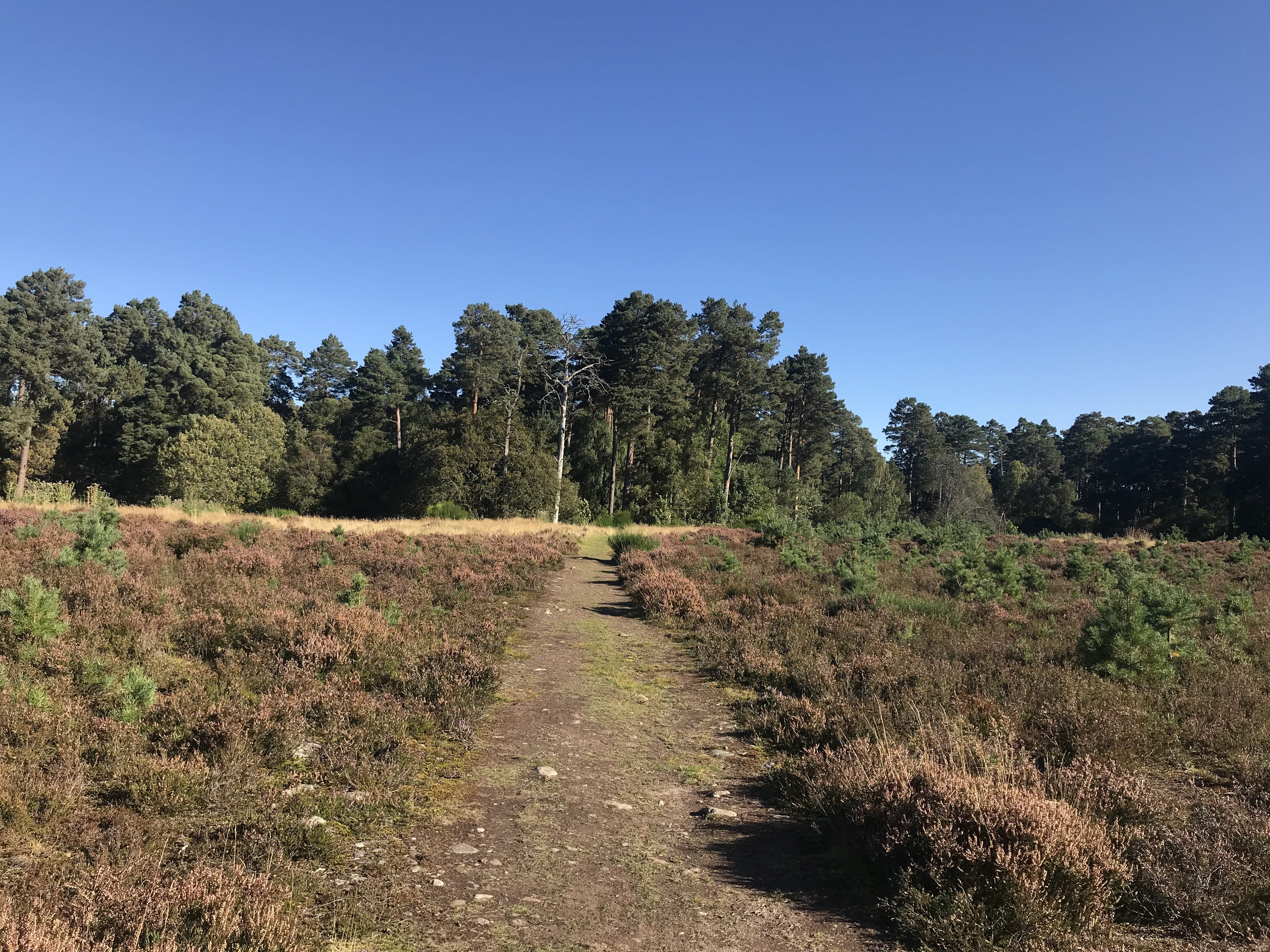 Walking in the Anagach Woods