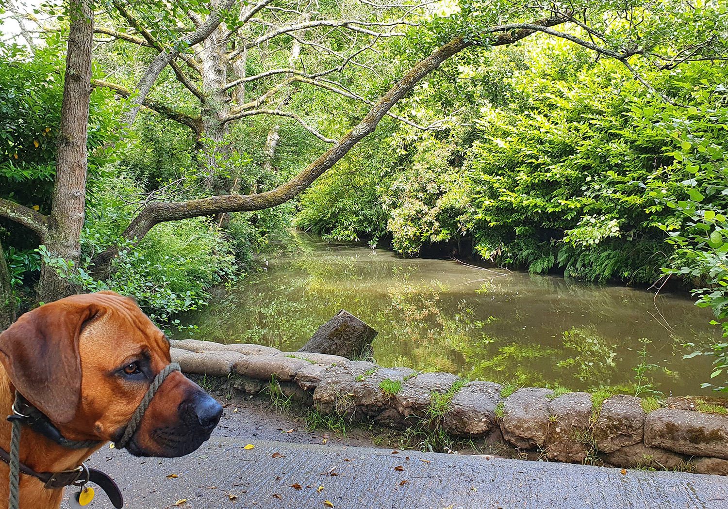 popular dog walks near me