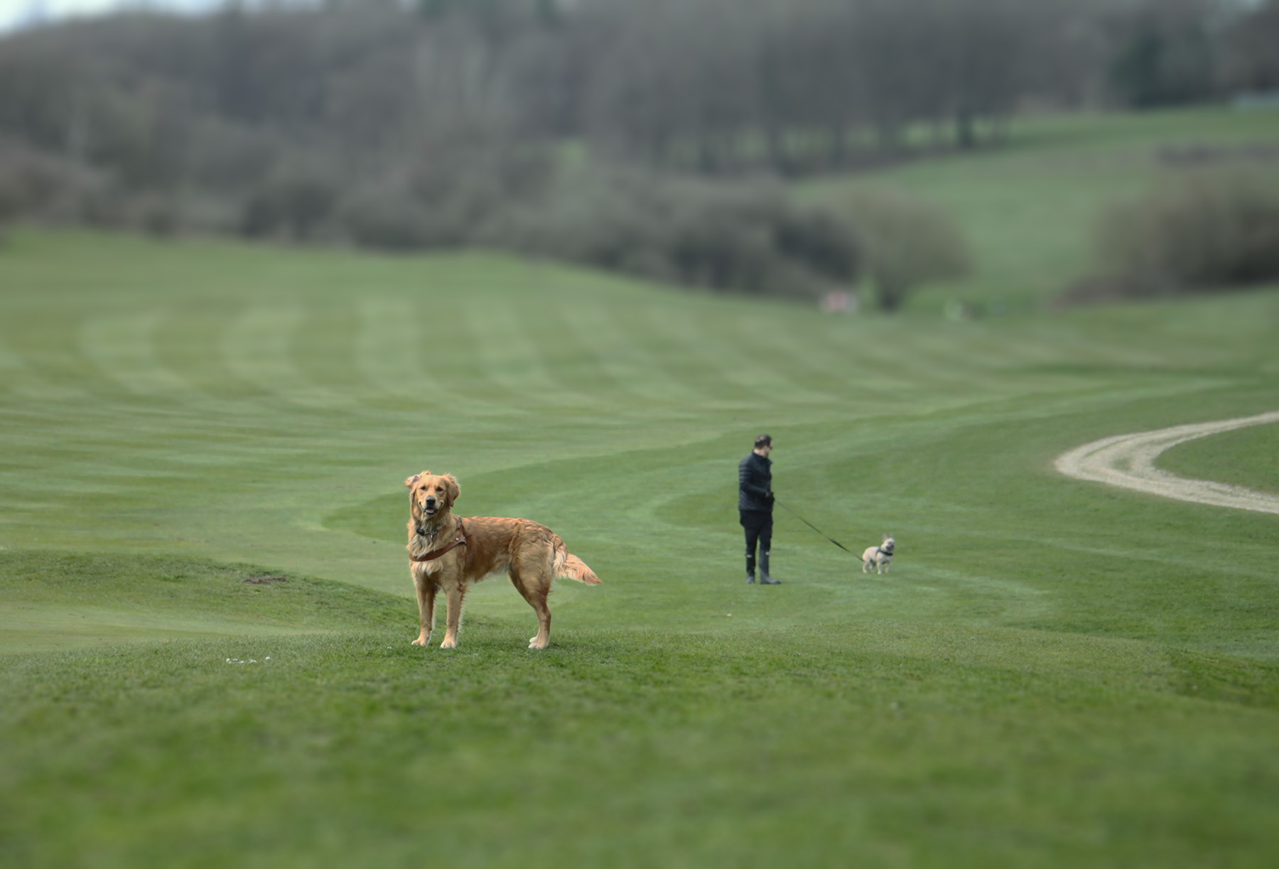 Find The Best Dog Walks in Kent at Pup & A Way