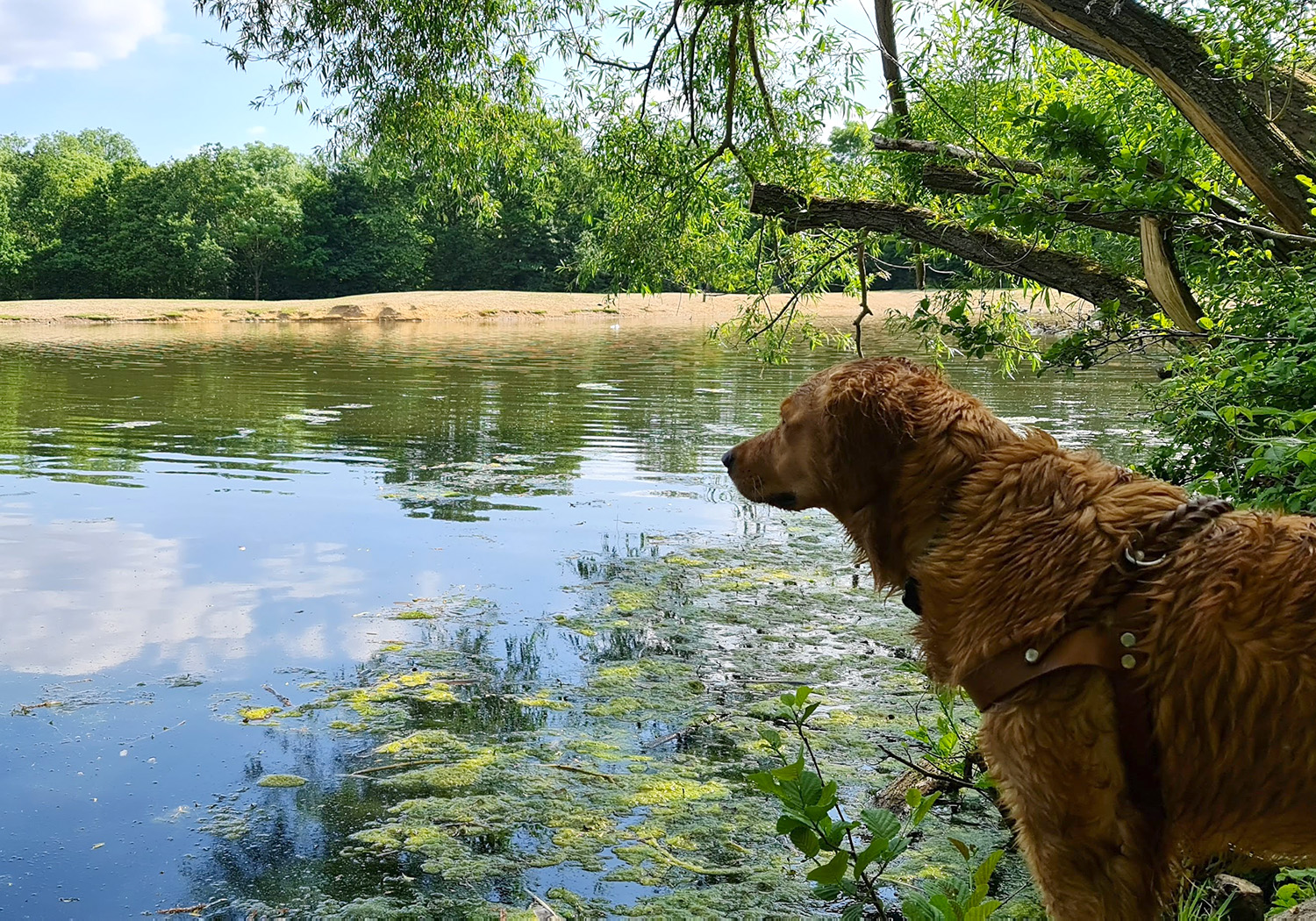 woods and water dog box