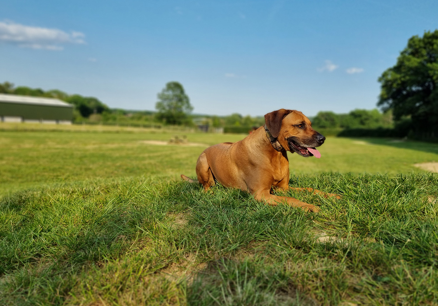 Pup and a Way, Find the best local Dog Walks Near You