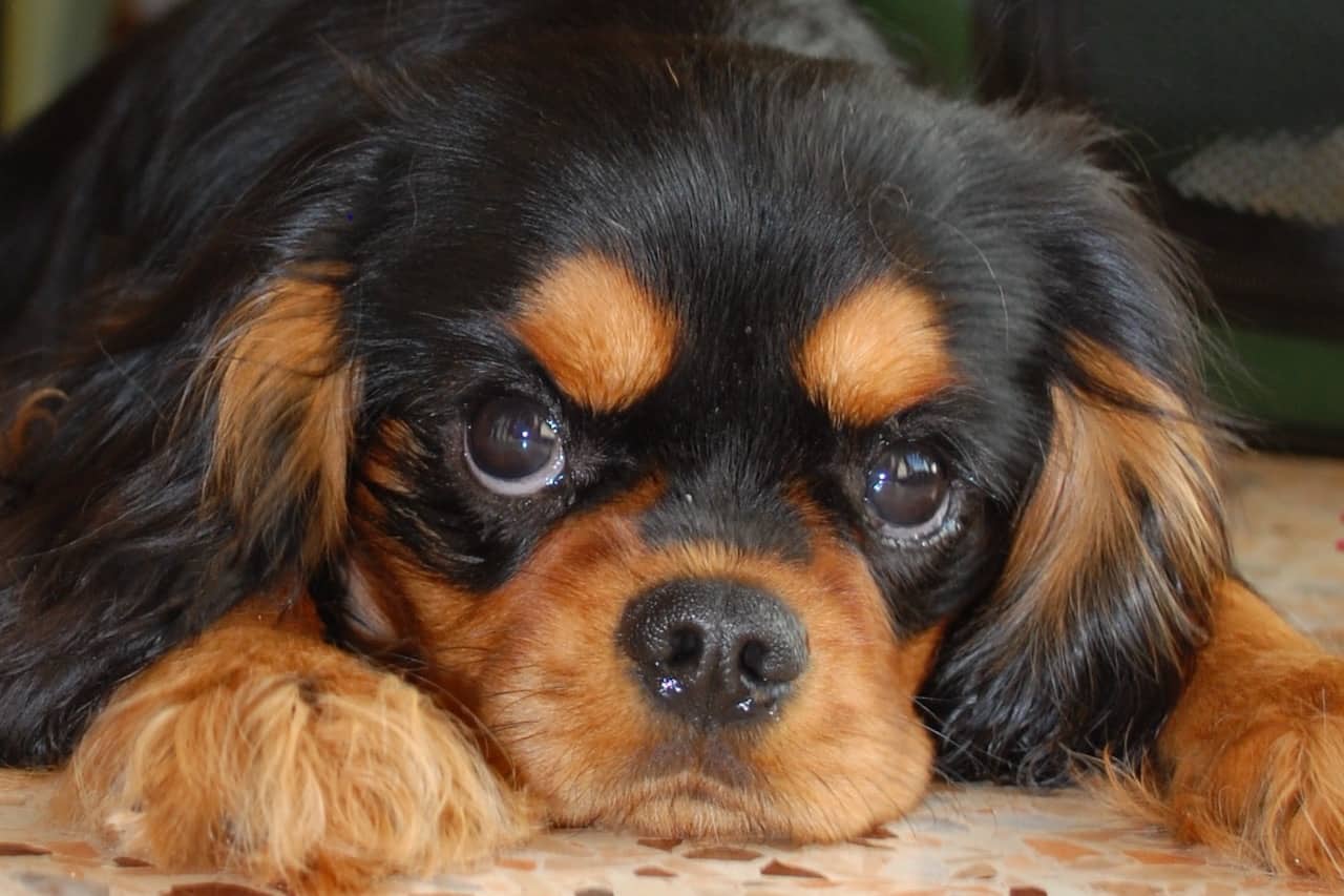 cavalier king charles hypoallergenic