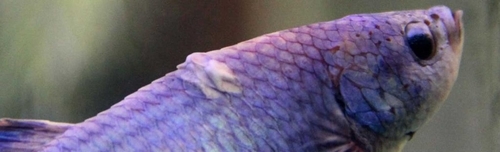 Betta Fungal Infection - Bettaboxx