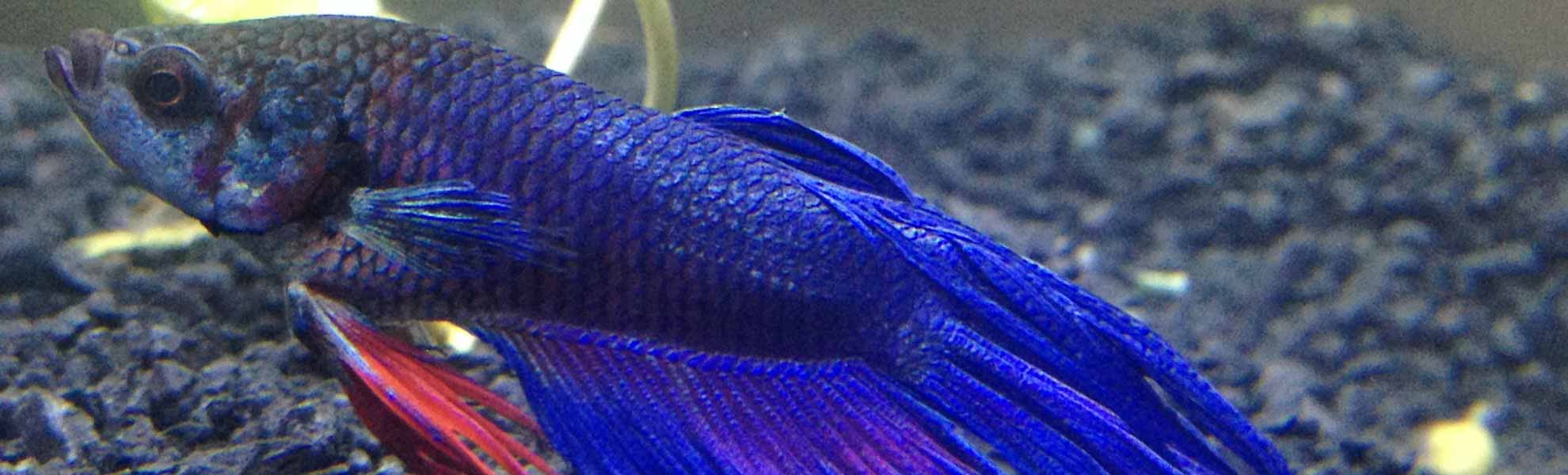 Betta Swim Bladder Disease Do's & Dont's Bettaboxx