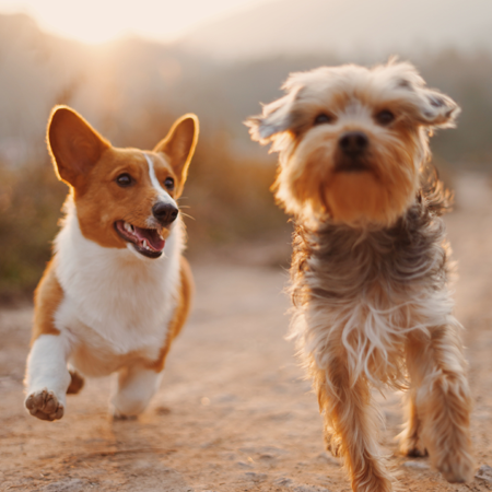 Two dogs—a Welsh Corgi and a Terrier—run happily down a dirt road.