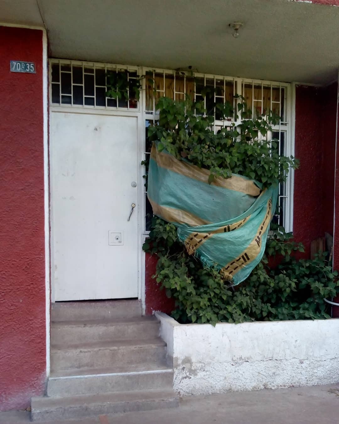 Entrada de apartamento que tiene un arbusto envuelto en malla de construcción.