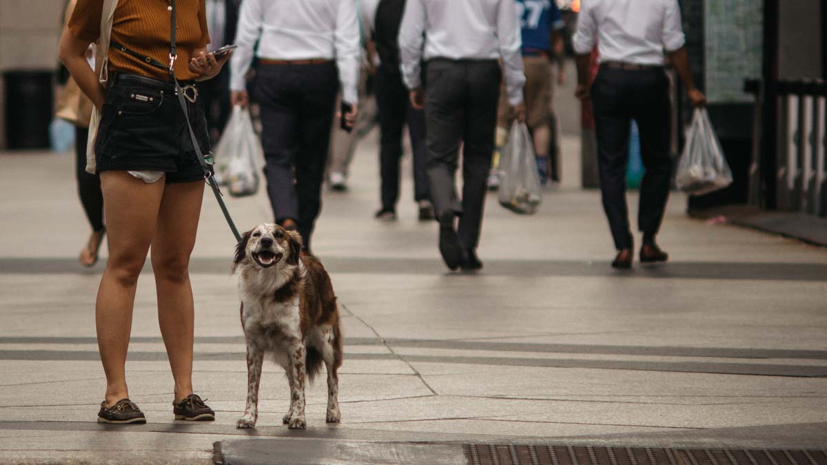 Paseadora lleva a un perro que parece contento. En el fondo, tres oficinistas con ropa y bolsas iguales.