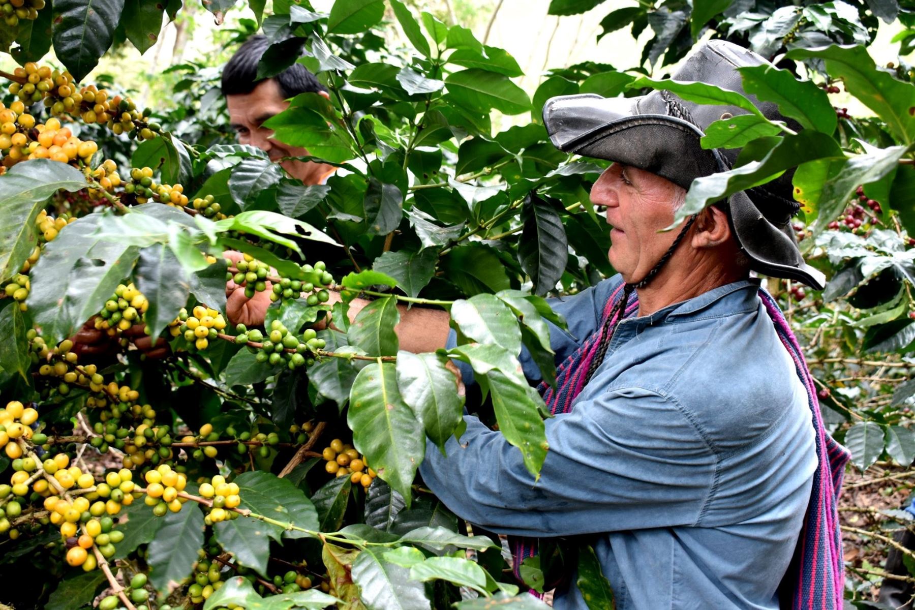 El café orgánico que se produce en la región Amazonas se exporta al mercado de Corea del Sur.