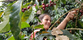 Tours de Café de especialidad | Café norte peruano Amazonas, Perú