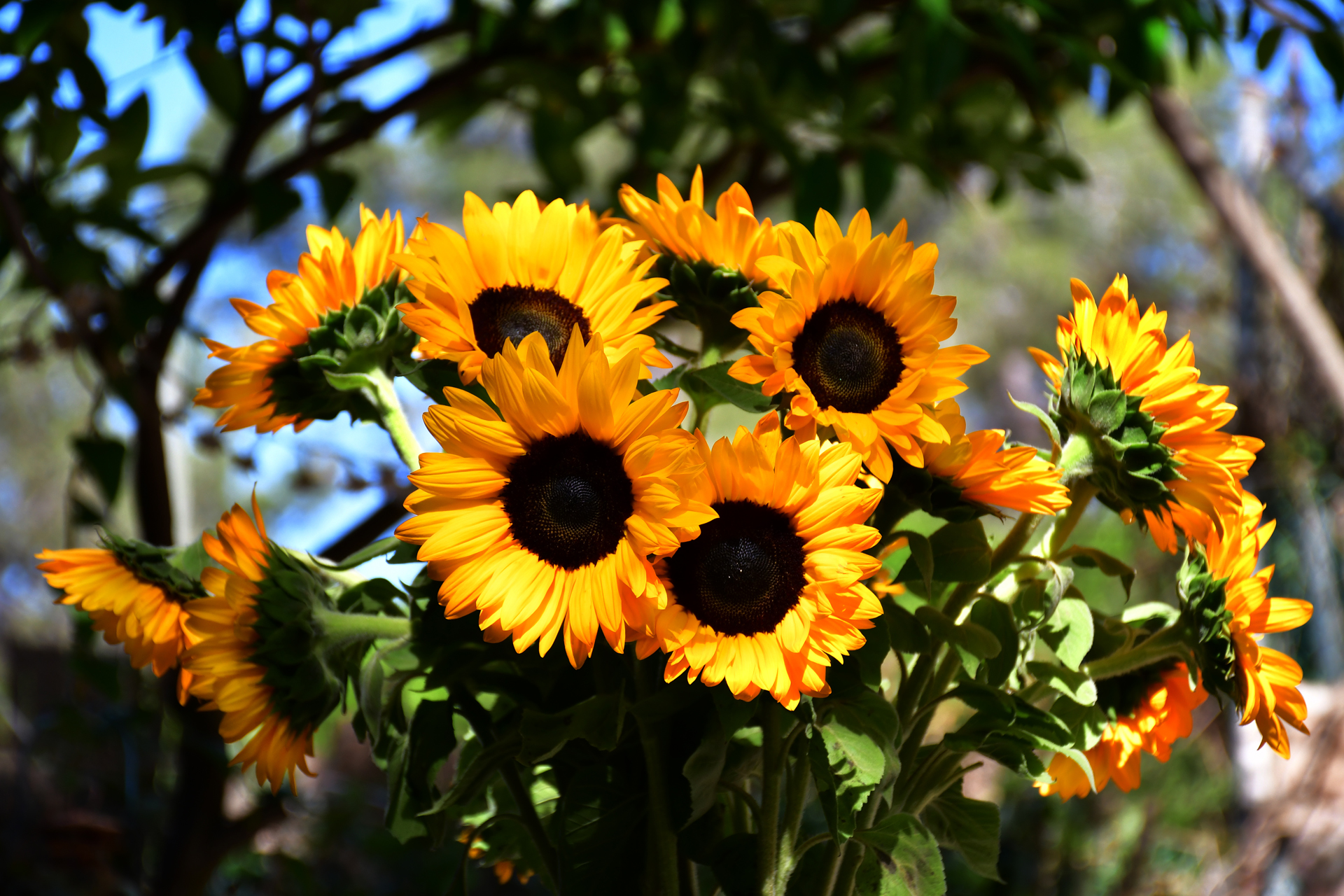 צהוב - פרחים - חמניות- יואל שתרוג - אדמה יוצרת - yoel sitruk