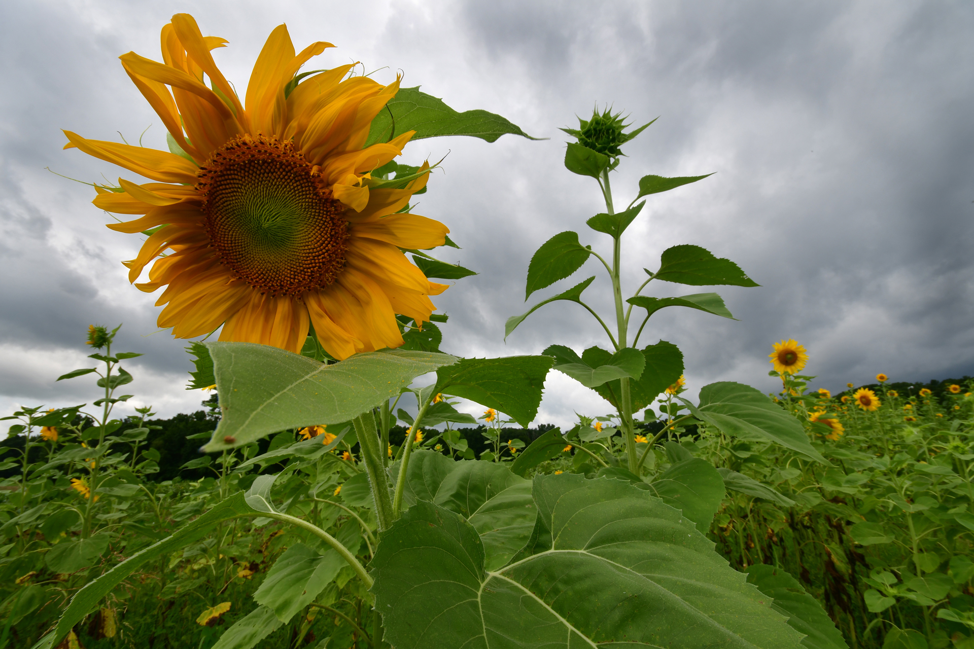 חמניות - צהוב - יואל שתרוג - ארץ עוץ - אדמה יוצרת - yoel sitruk