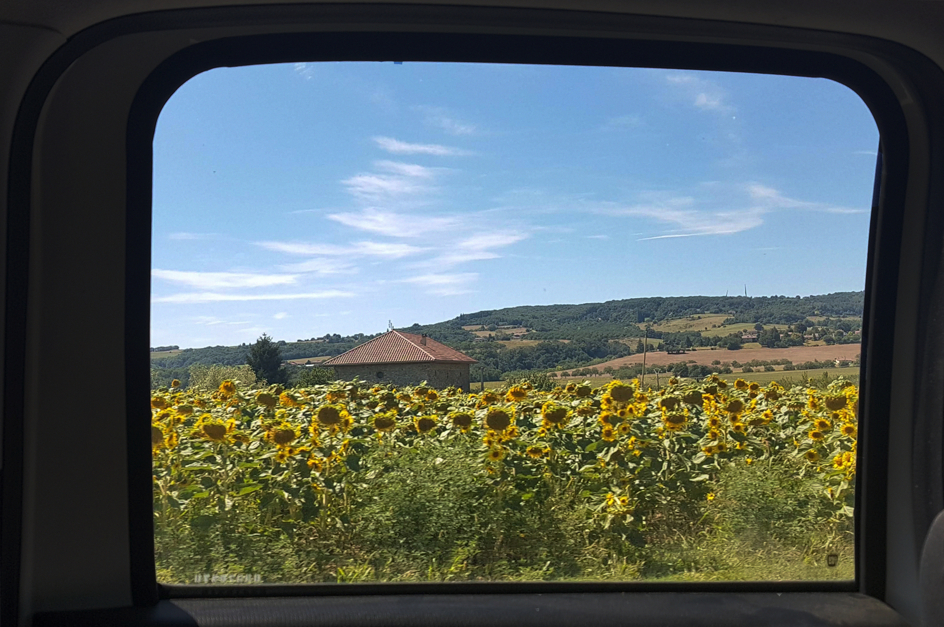 חמניות - נועם שתרוג - חלון-צהוב - ארץ עוץ- noam sitruk