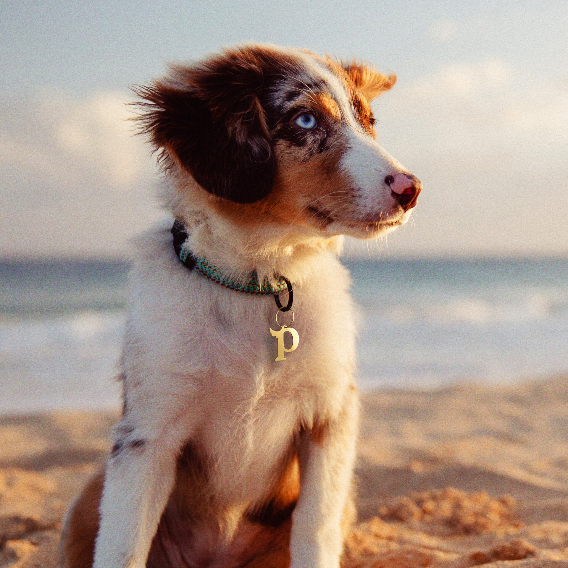 Pickles A new type of vet pet care done right