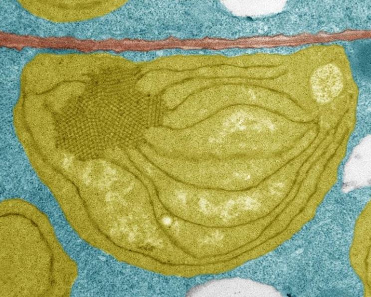 protoplaste physiologie végétale