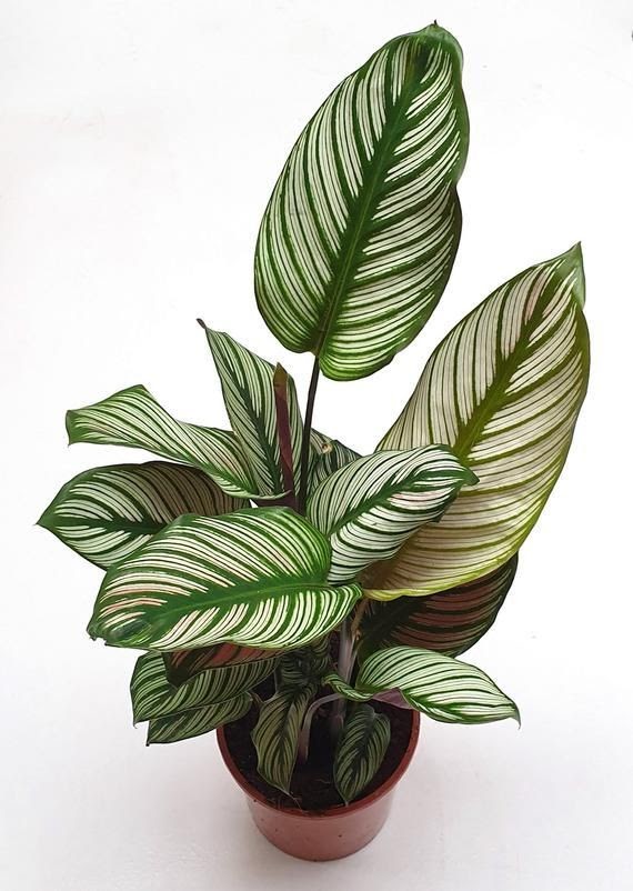 Maranta-zebra