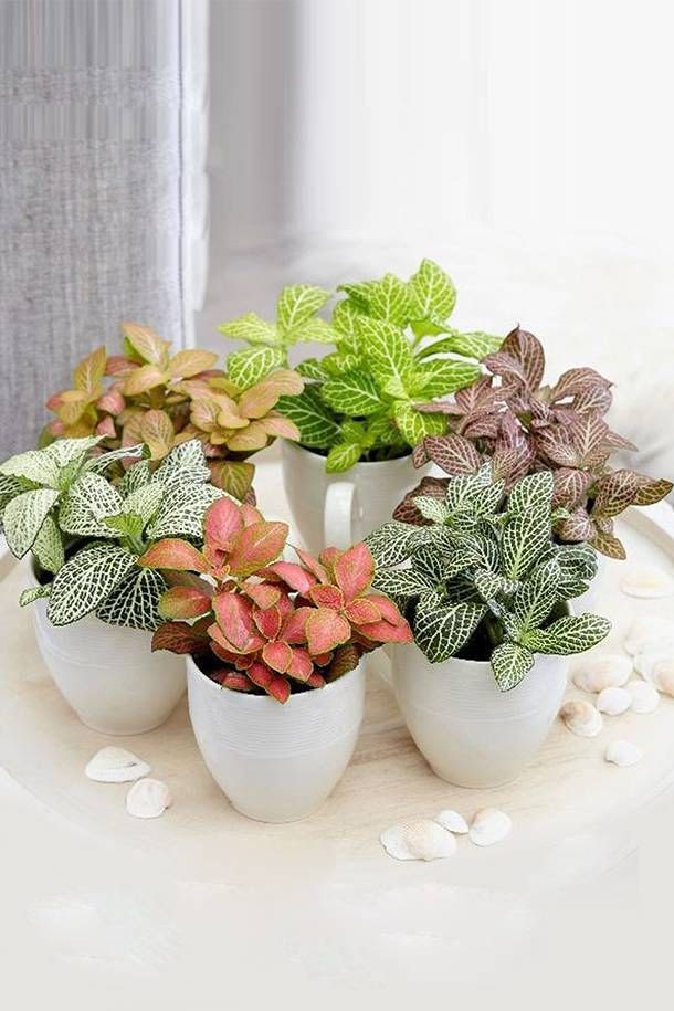 Planta-mosaico