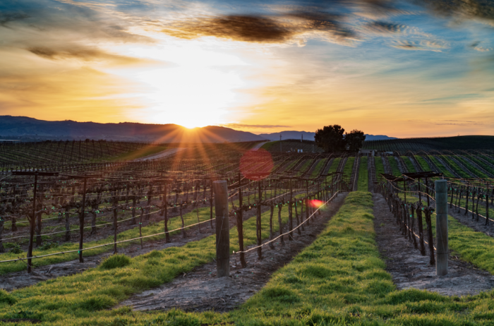 spanish vineyard