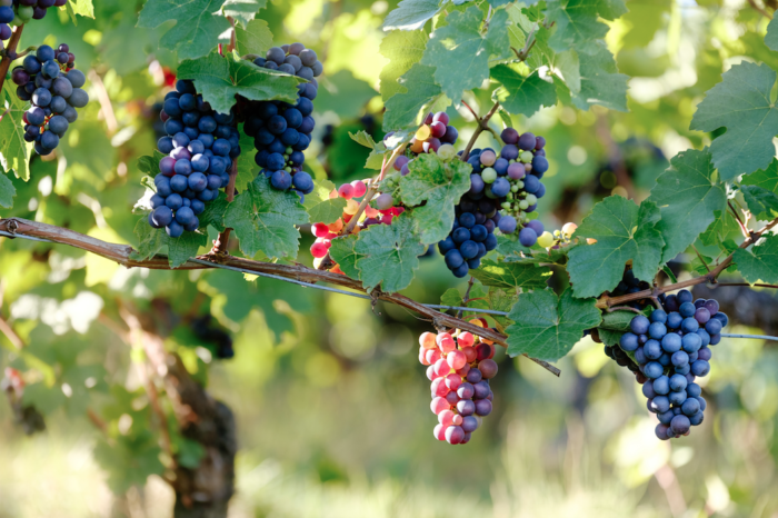 Terraview: tempranillo grapes