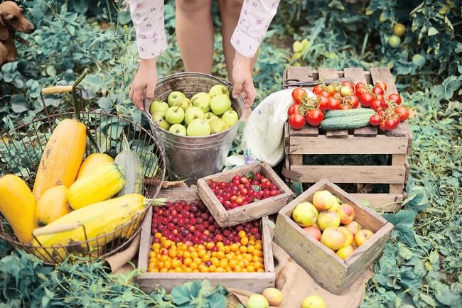 organic là gì? Bạn cần giải đáp?