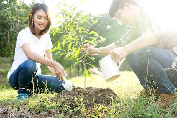 what to do with ashes - plant