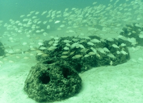 what to do with ashes - reef
