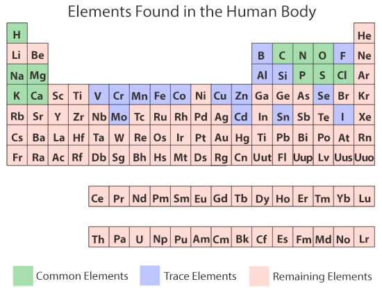 elements in the human body
