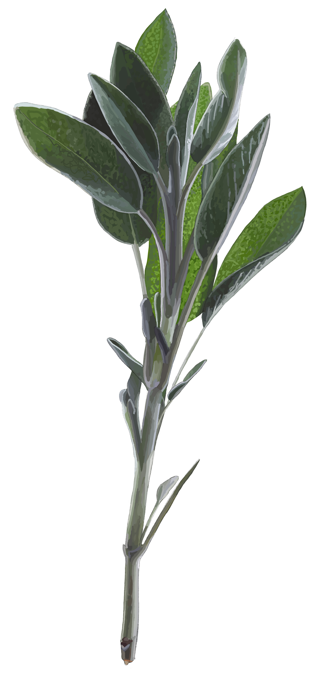 Sage. Salvia officinalis