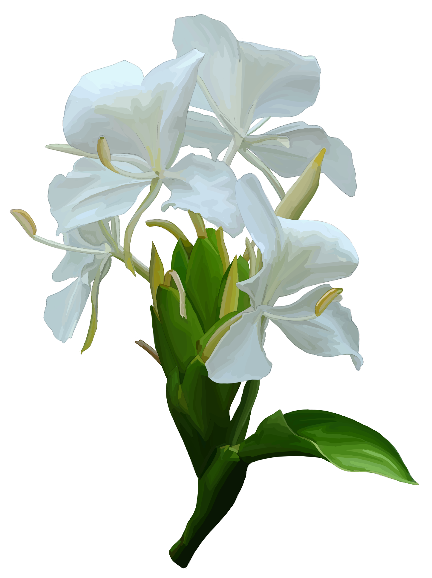 Ginger Lily