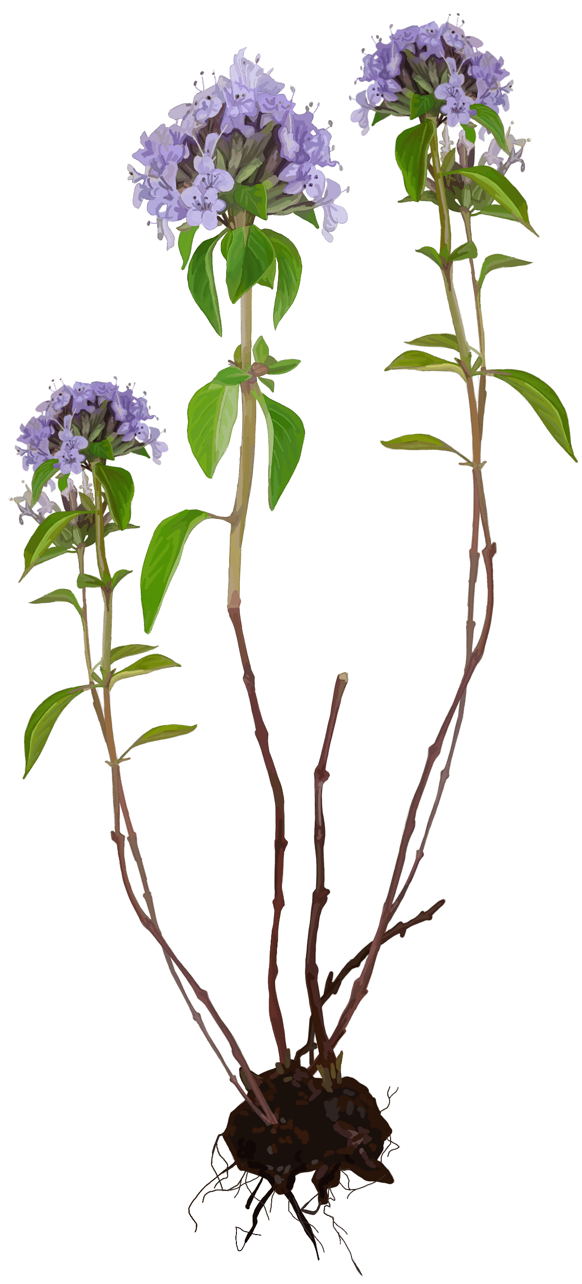Thyme. Thymus vulgaris