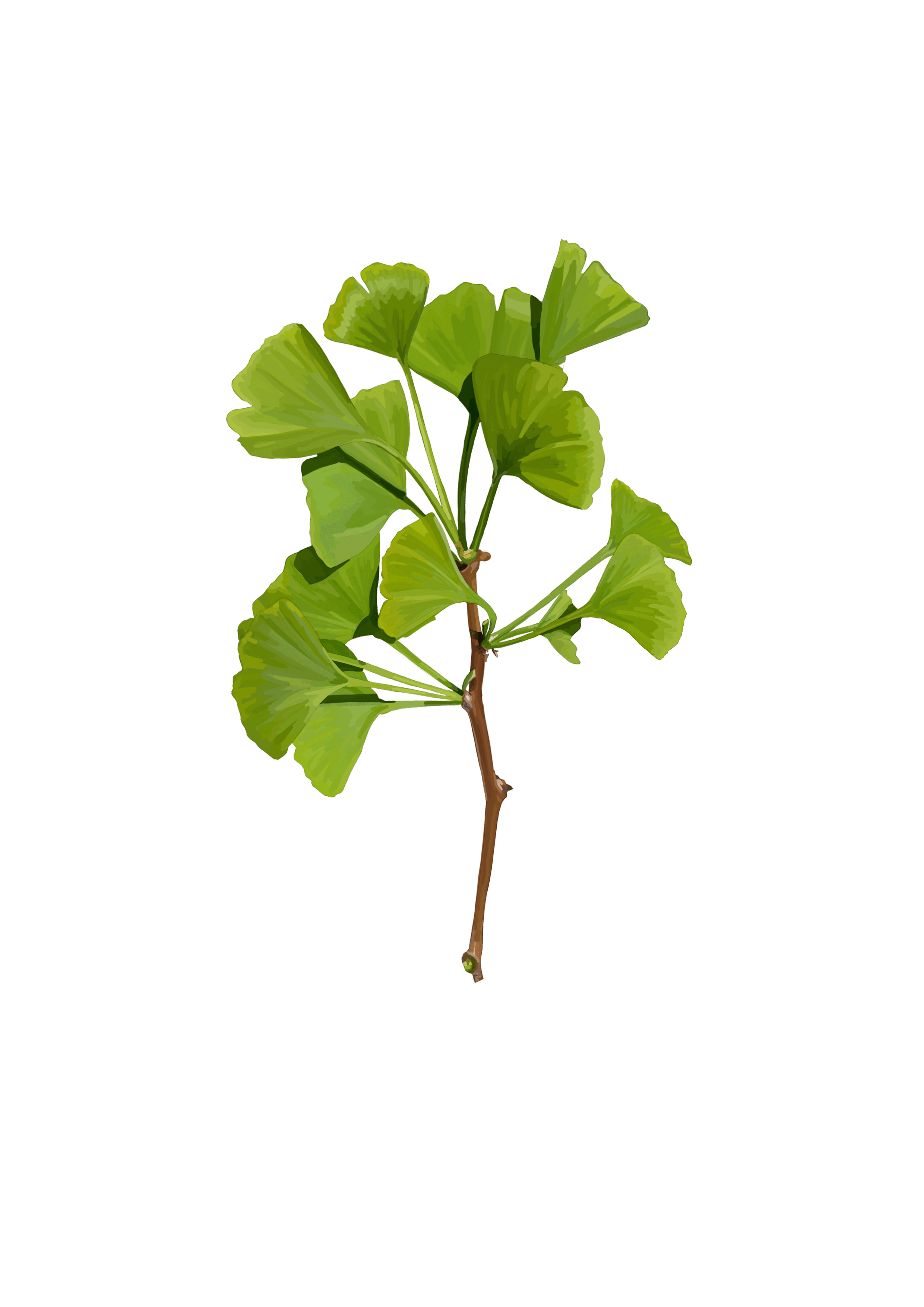 Ginkgo
